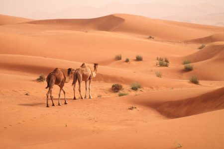 AFTERNOON DESERT SAFARI SHARING